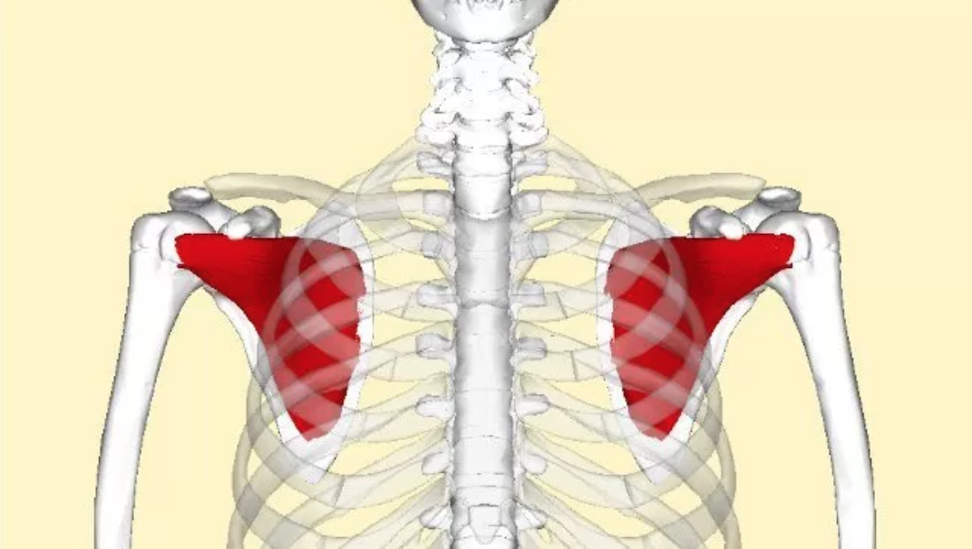 In-Season Restoration: Internal Rotation - Dynamic Sports Training