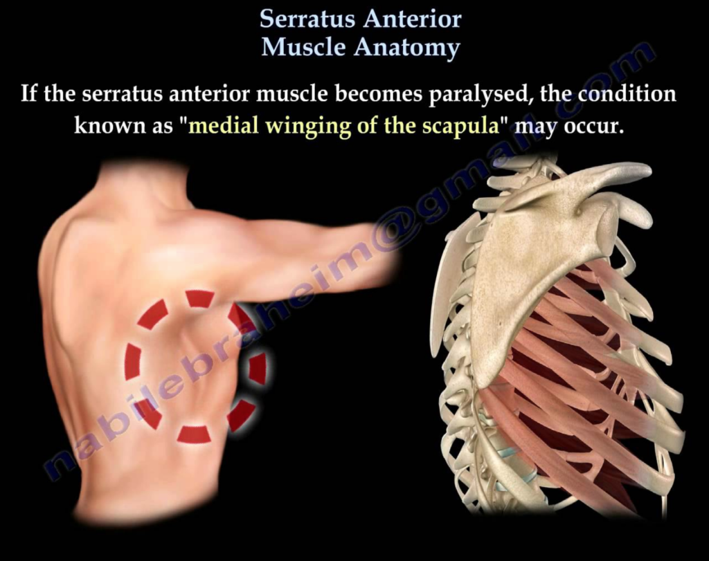 Serratus Anterior Muscle Anatomy - In-Season Restoration